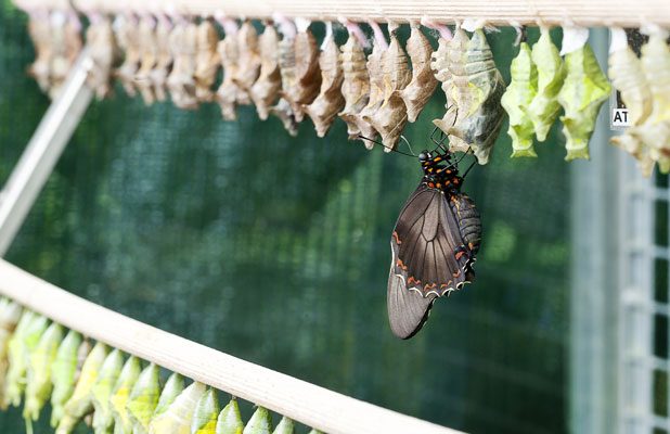 monarch