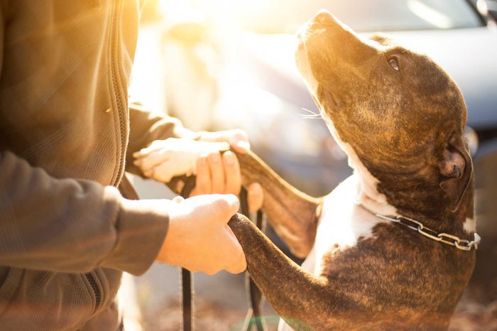 these_4_sure_signs_dog_trusts_You_routines
