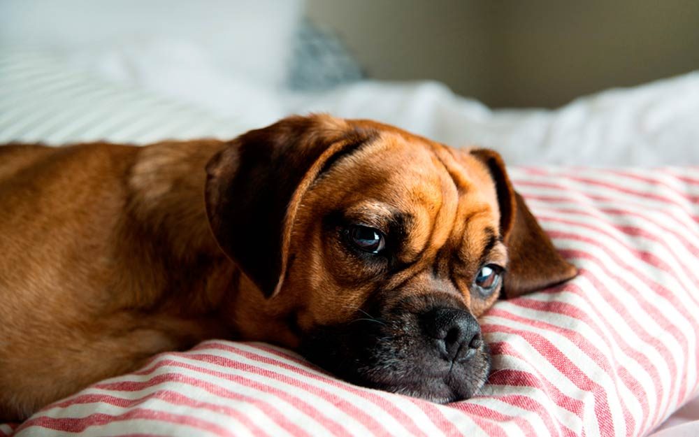Should You Let Your Dog Sleep in Your Bed?