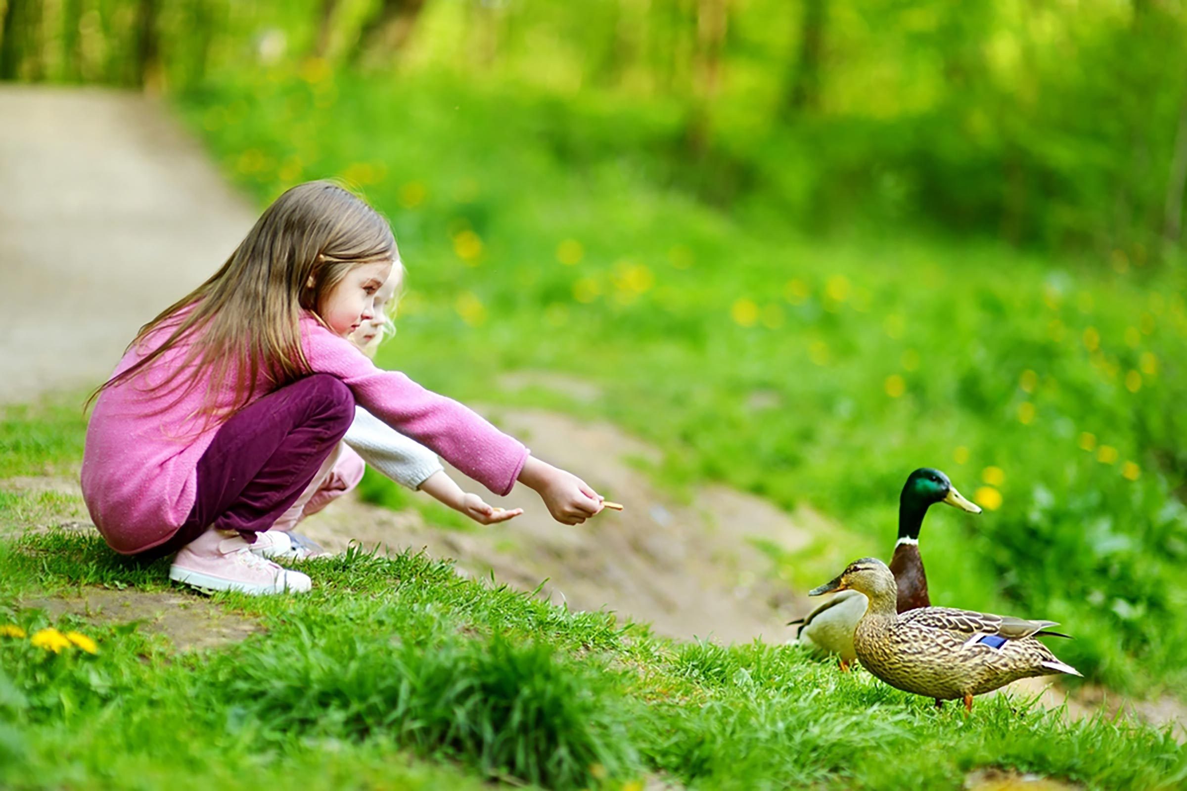 ducks