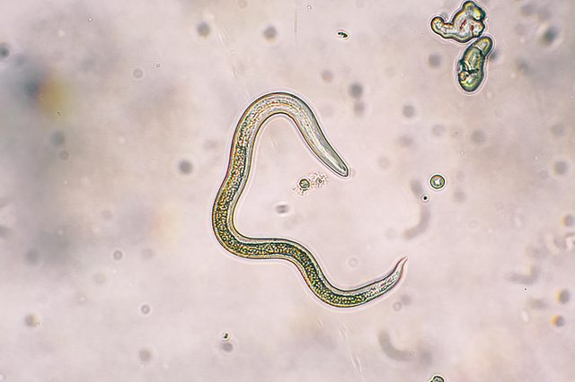 worm