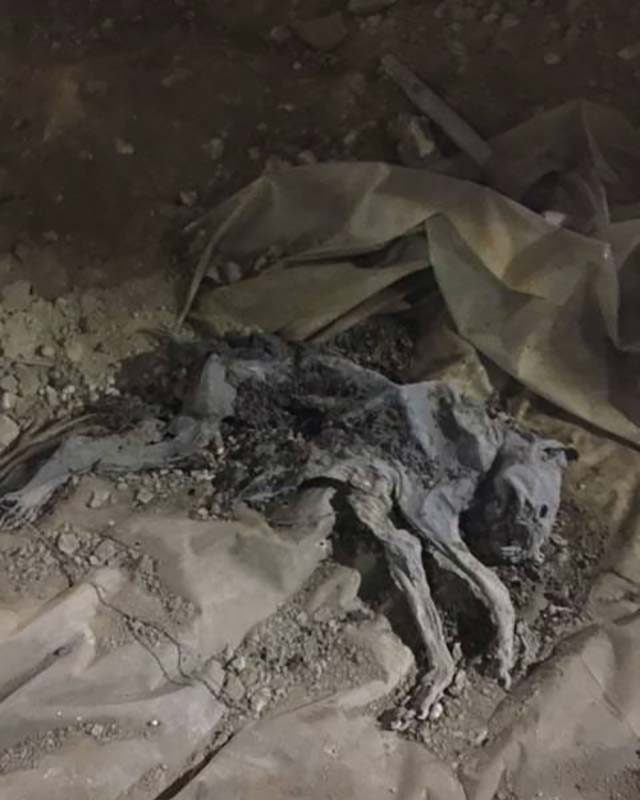 cat-Skeleton