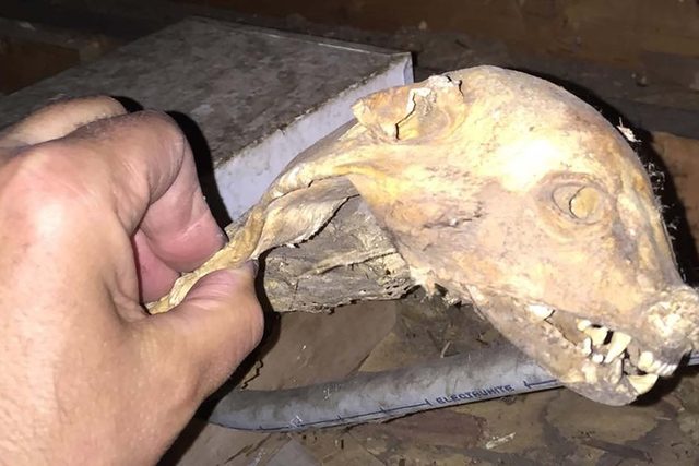Skull