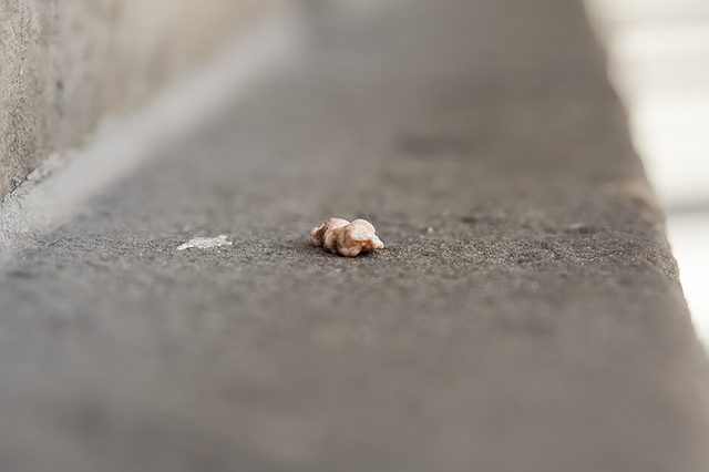 Gum