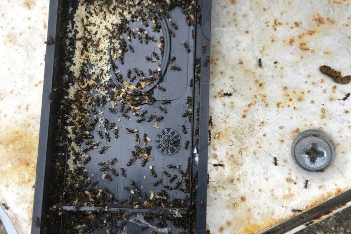 Ants