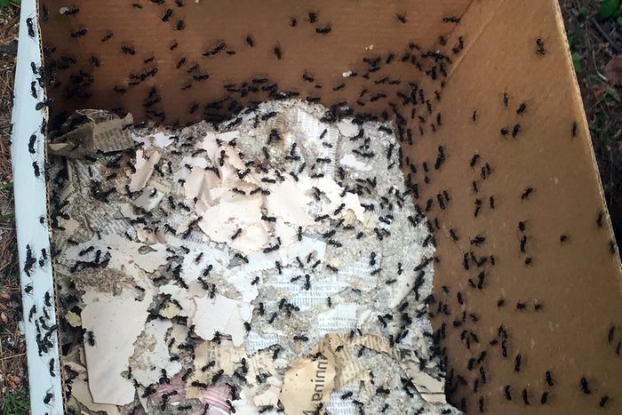 Ants
