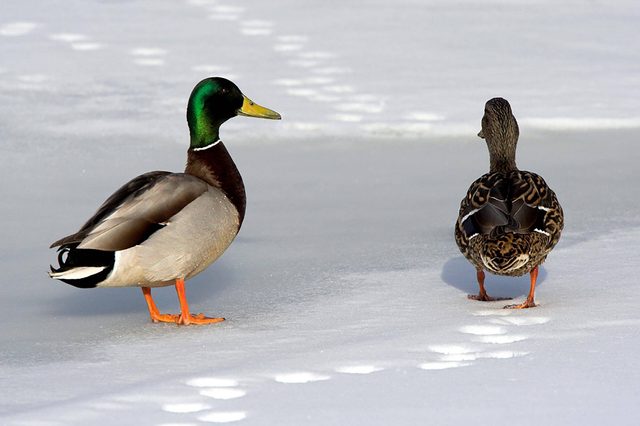 Ducks