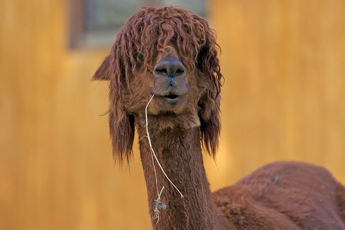 Alpaca