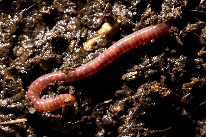 Worm