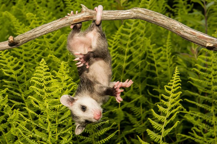 Opossum