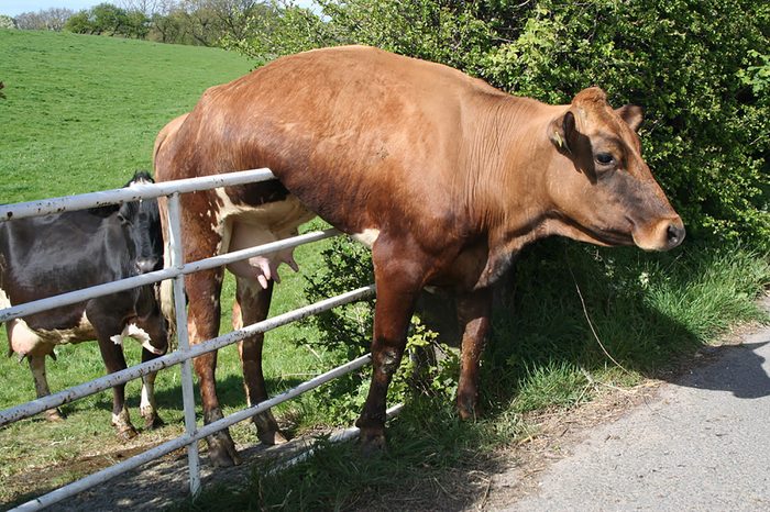 Cow