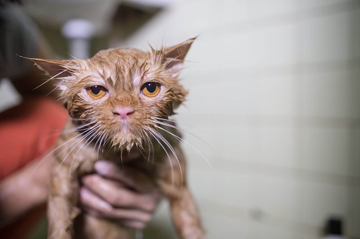 Wet-cat