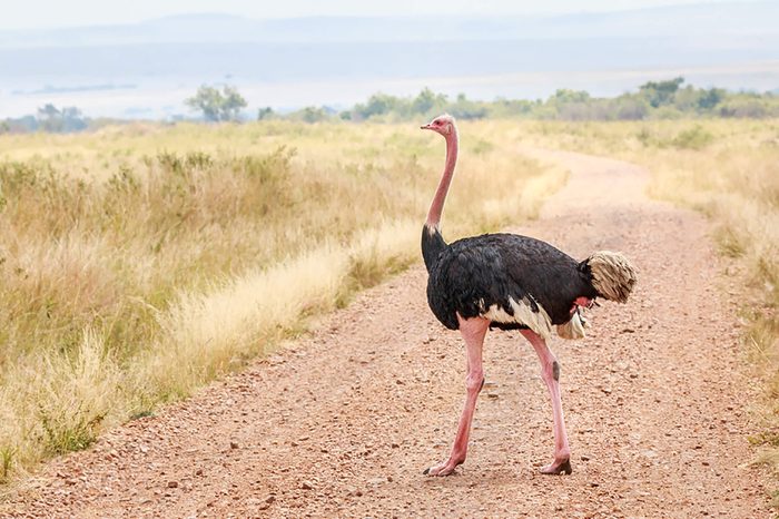 Ostrich