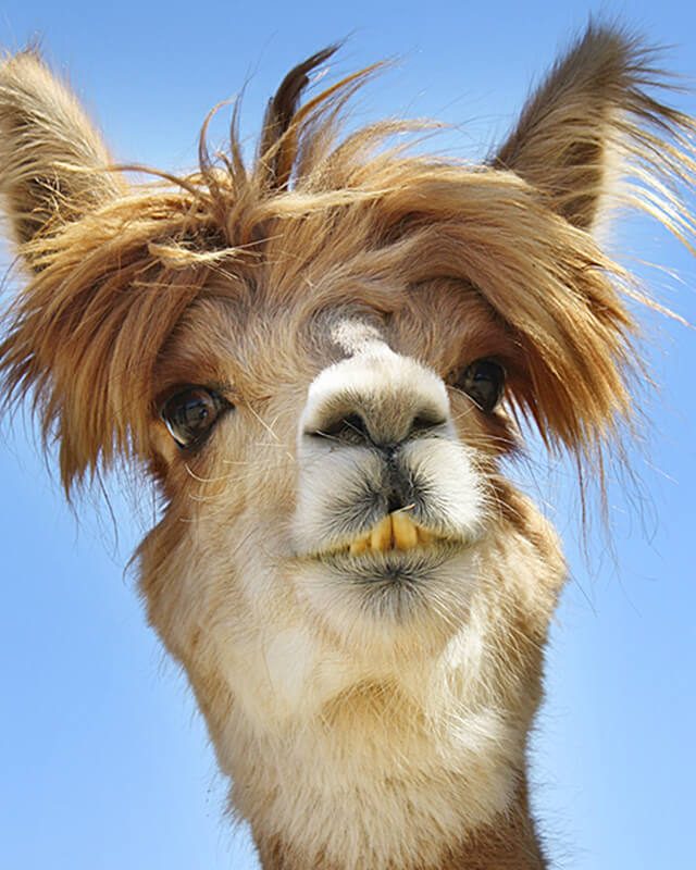 Llama