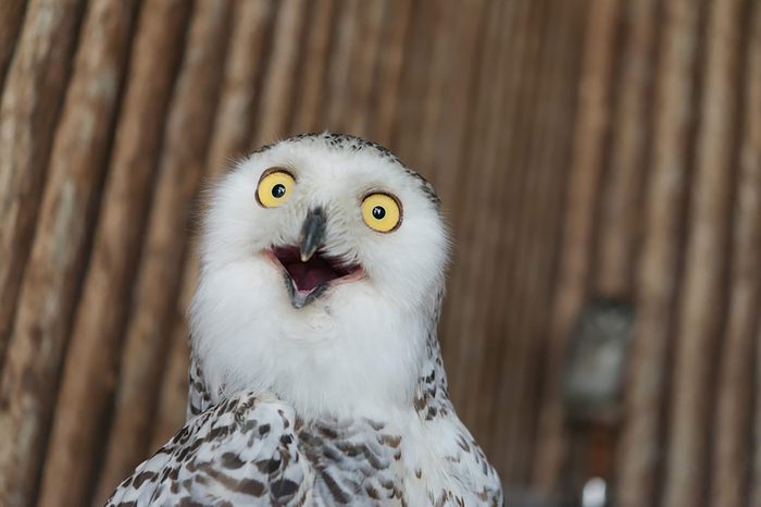 Owl