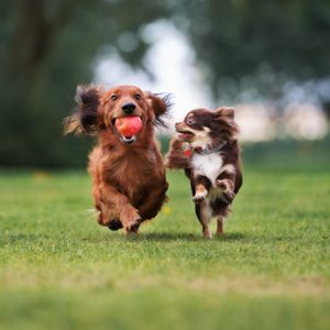 two small dogs playing together outdoors