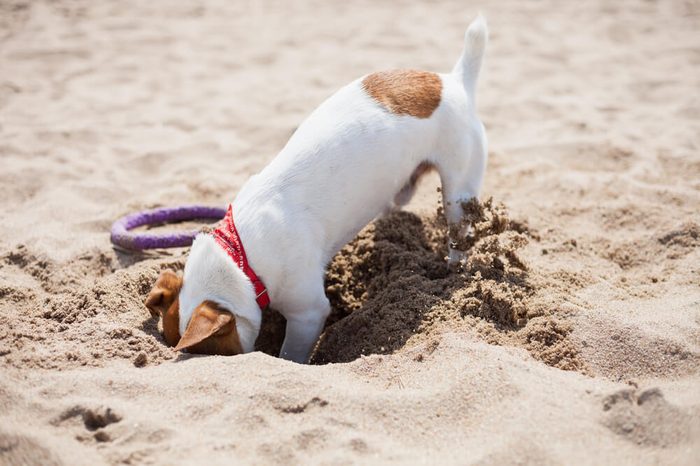 Little Jack Russell puppy playing on the beach digging sand. Cute small domestic dog, good friend for a family and kids. Friendly and playful canine breed