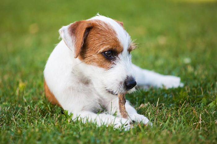 cute Parson Russell Terrier puppy lies on the grass and chews at dried rumen