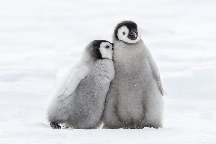 Emperor Penguin Chicks 