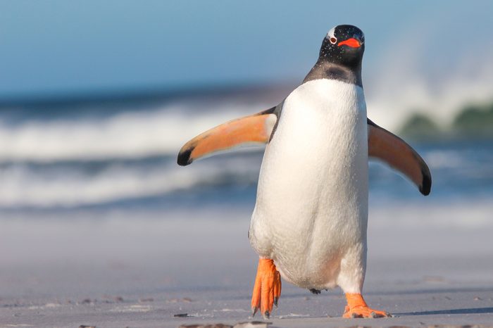 Gentoo Penguin walking on the Beach. Bertha's Beach. Falkland Islands.