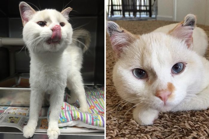 Mouse Before and After