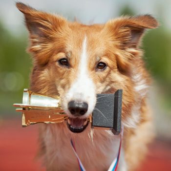 A brown and white dog holds a golden trophy in its mouth, standing outdoors on a blurred background of red and green.