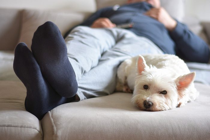 home comfort when watching TV - dog from the shelter
