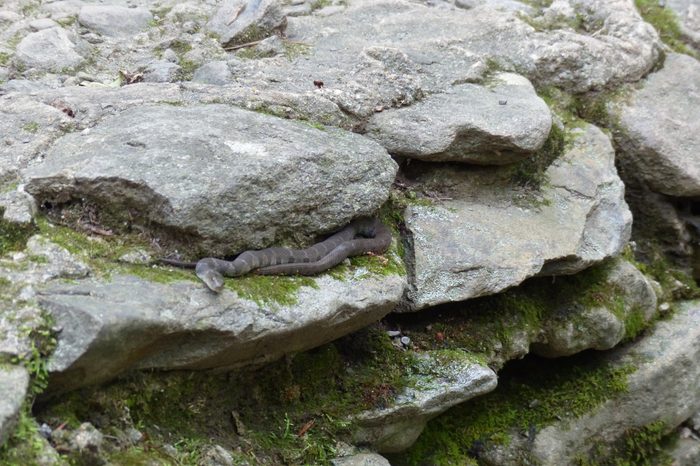 Snake hiding among the rocks, Northern Water snake (Nerodia sipedon)