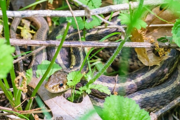 Kentucky's common brown snake in brush