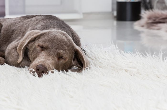 sleeping dog