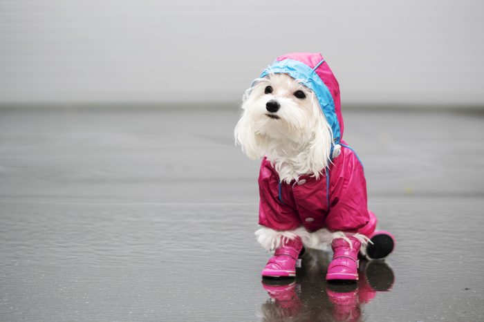 The dog in the rain