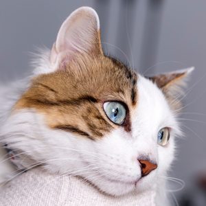 Blue eyed cat