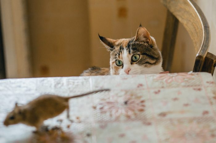 Cat playing with little gerbil mouse on the table. Natural light