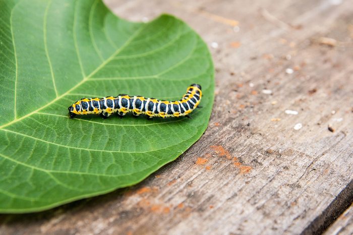 Beautiful caterpillar creeps on big green leaf. Caterpillar of the Old World Swallowtail butterfly of the family Papilionidae. The butterfly is also known as the common yellow swallowtail