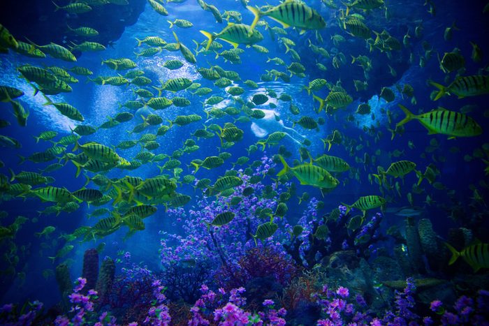 Underwater Scene With Reef And Tropical Fish