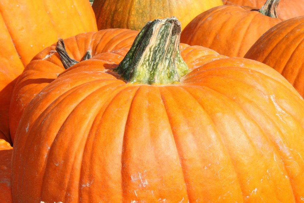 Large pumpkins