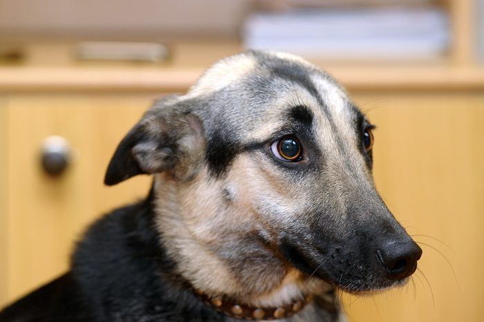 Cute Dog (dog, scared, frightened)