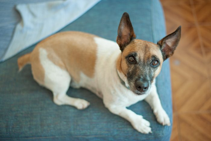 Dog on couch
