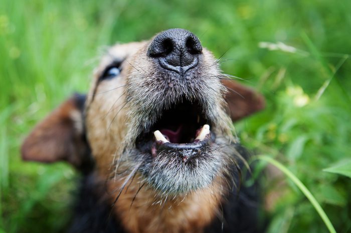 old dog barking