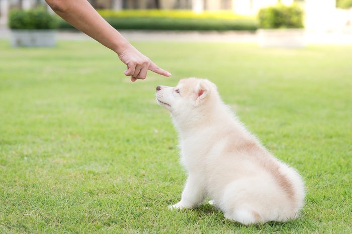 bad behavior dog being punished by owner