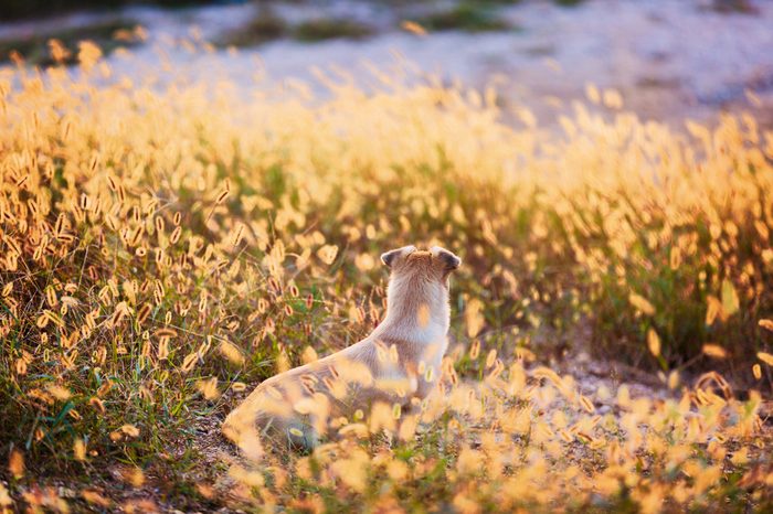 dog in wild field