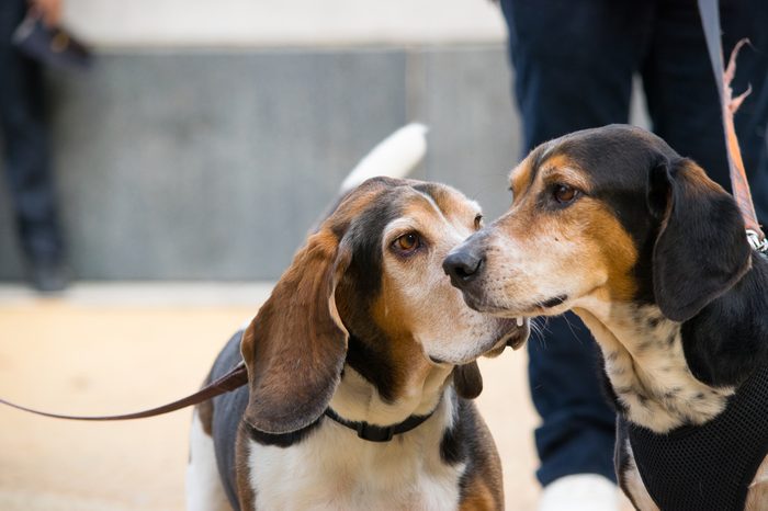 Basset hound