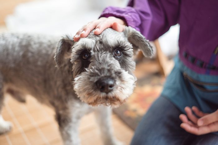 Miniature schnauzer