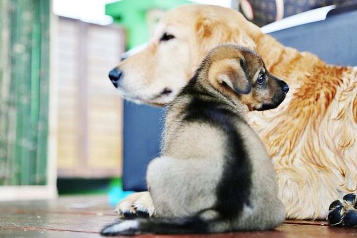 dog and puppy