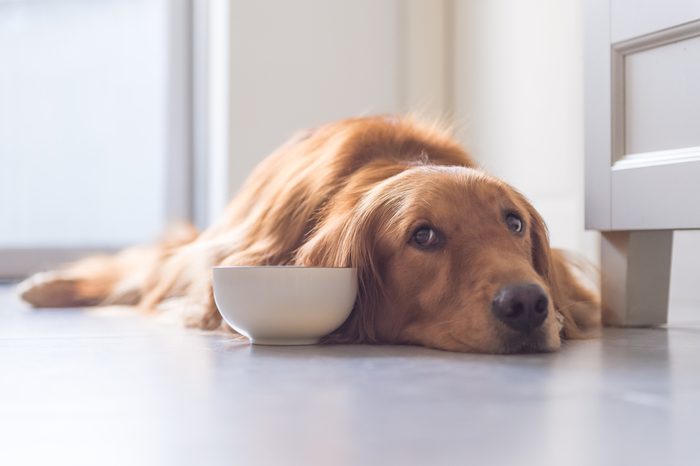 golden retriever to lie on the ground