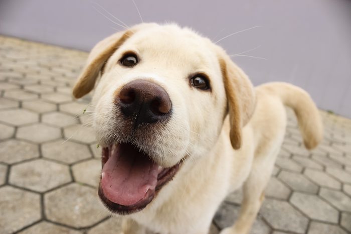 smart dog