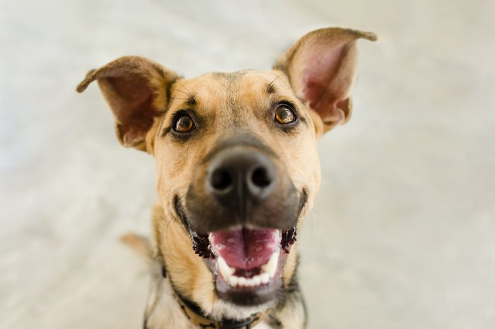Happy dog is a happy dog smiling looking funny and excited with his mouth open looking right at you.