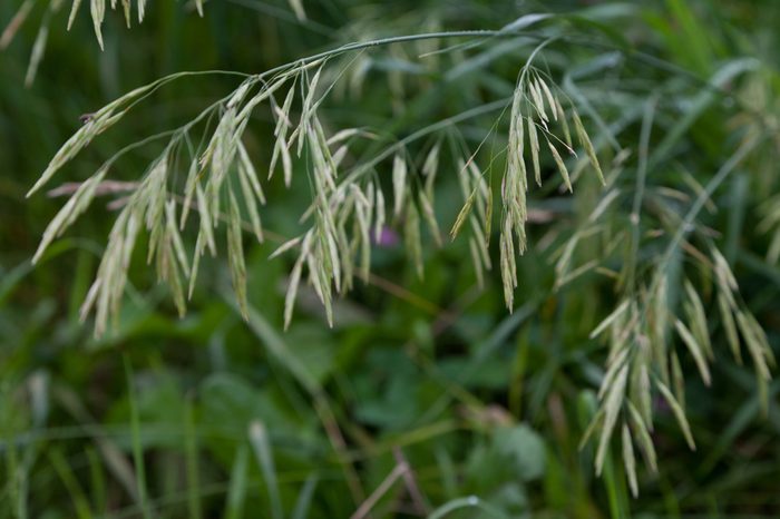 Pow trivialis or Rough bluegrass in the field