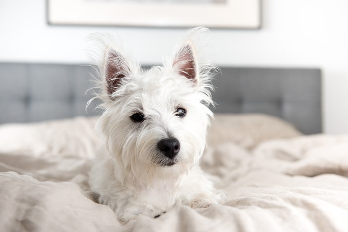 West Highland Terrier Puppy on Human Bed