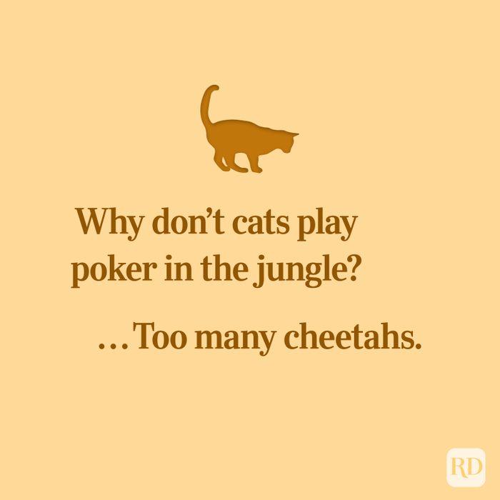 100 Funniest Quotes 2021 Cats 0